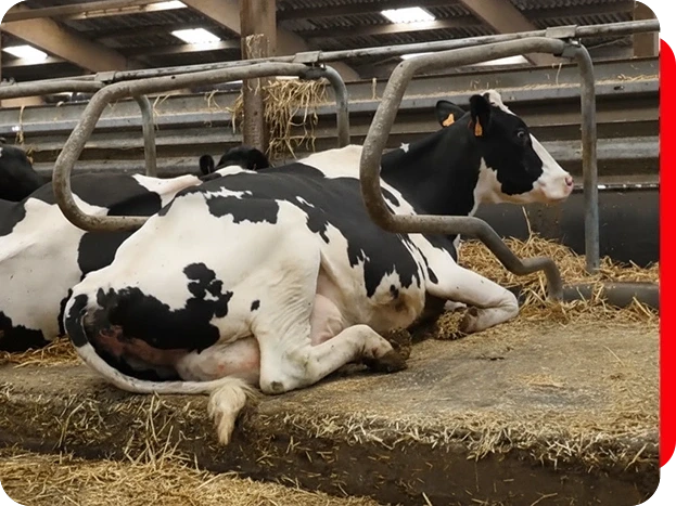 Colch&atilde;o Aquastar&reg;: <br /><strong>Menos estresse t&eacute;rmico, mais produ&ccedil;&atilde;o de leite</strong>