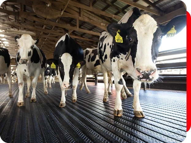 Tapete Magellan: <br /><strong>corredor de circula&ccedil;&atilde;o drenante e antiderrapante&nbsp;</strong>