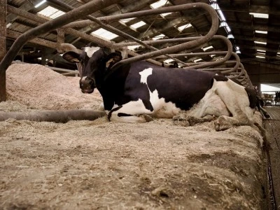 Aquastar®: Bem estar para as vacas e a produção de leite
