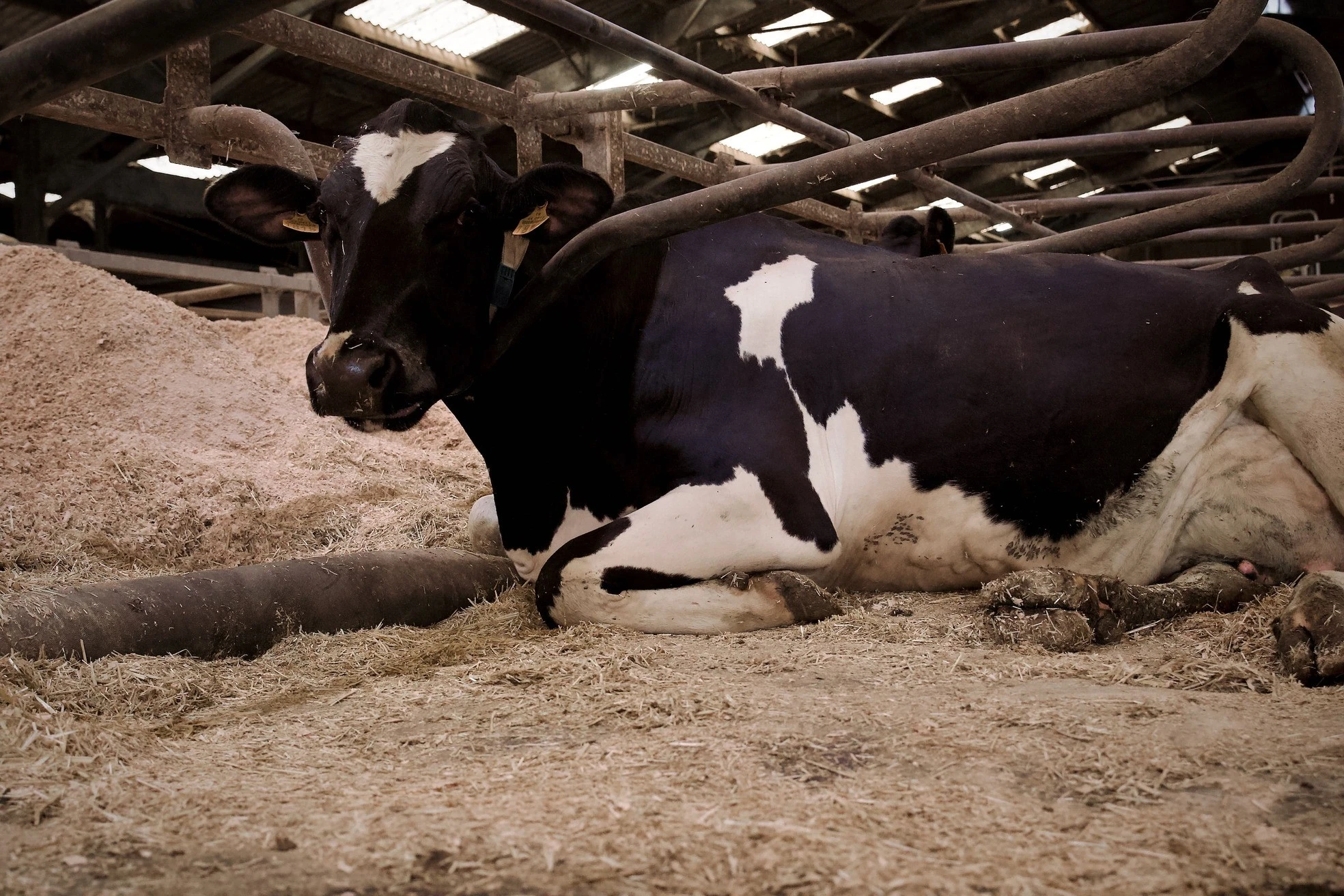 A parceria SERAP e Bioret Agri: <br /><strong>Inovação e conforto para o bem-estar de seu rebanho</strong>