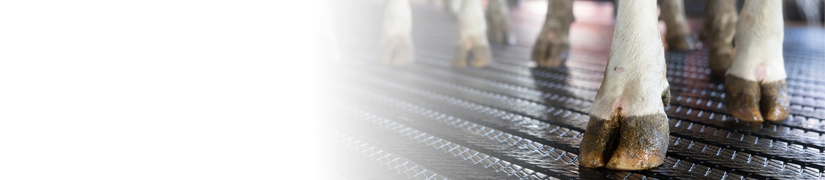 Bioret AgriSOLU&Ccedil;&Otilde;ES AVAN&Ccedil;ADAS DE BEM-ESTARPARA VACAS LEITEIRAS