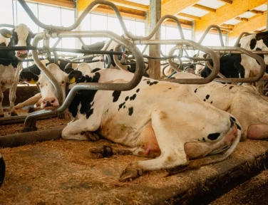 Bem-estar animal – Bioret Agri