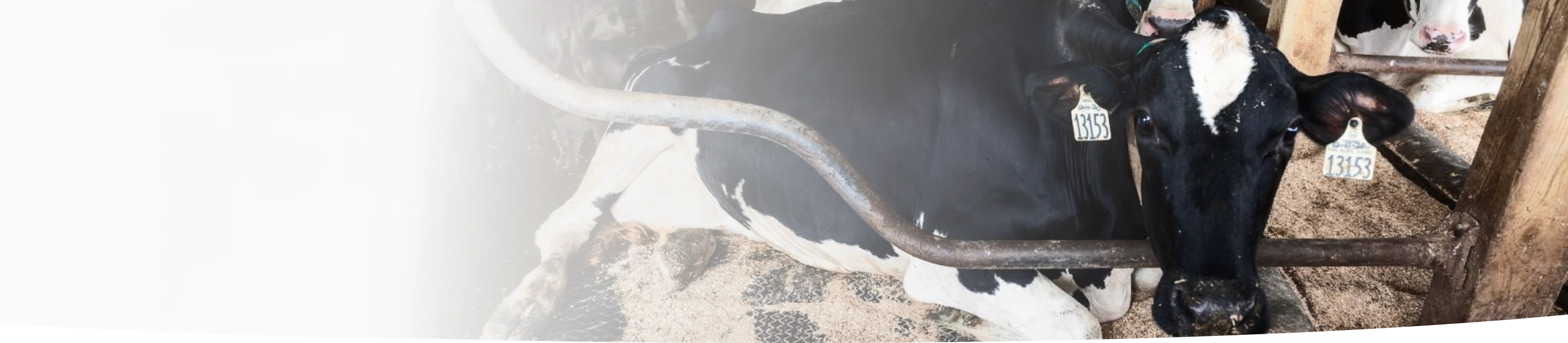 SOLUÇÕES AVANÇADAS DE BEM-ESTAR PARA VACAS LEITEIRAS