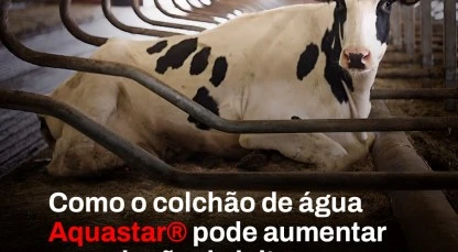 Aumente sua produção de leite com o colchão de água Aquastar®